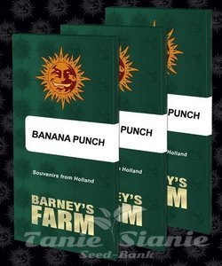 Banana Punch - BARNEY'S FARM - 2