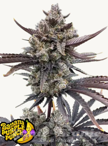 Banana Purple Punch Auto RF3 - FASTBUDS - 1