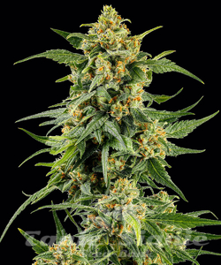 Skunk #1 - BARNEY'S FARM - 2