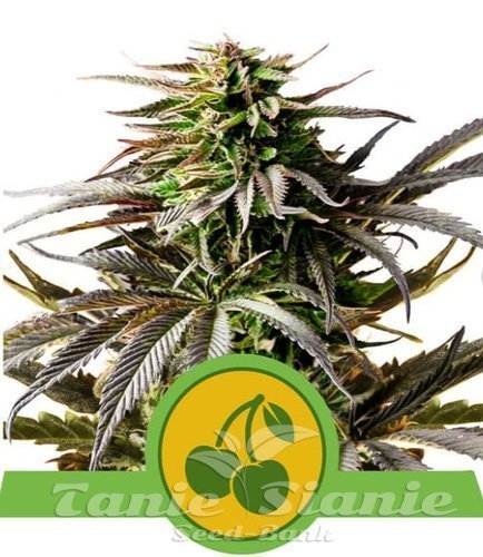 Nasiona Marihuany Cherry Pie Auto - ROYAL QUEEN SEEDS