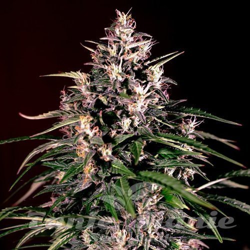 Nasiona Marihuany Dosi Auto - G13 LABS