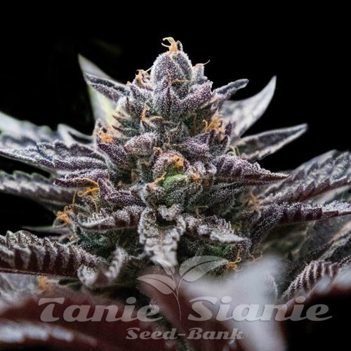 Nasiona Marihuany Double Stuffed Sorbet - DNA GENETICS