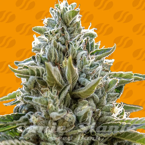 Nasiona Marihuany Frosted Guava - ORIGINAL SENSIBLE SEEDS