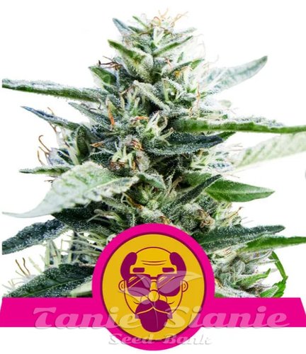 Nasiona Marihuany Granddaddy Purple - ROYAL QUEEN SEEDS