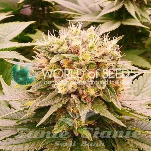 Nasiona Marihuany Harlequeen THC Free - WORLD OF SEEDS