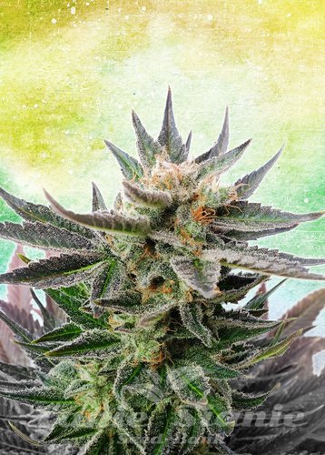 Nasiona Marihuany Sativa Dream - KANNABIA SEED