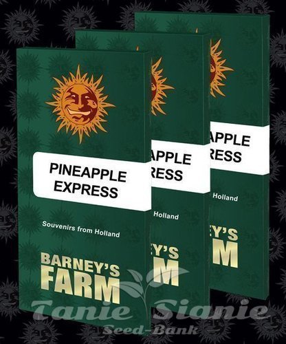 Nasiona Marihuany Pineapple Express - BARNEY'S FARM