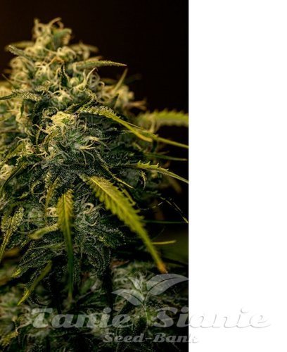 Nasiona Marihuany CBD + Jack Diesel - POSITRONICS