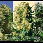 Nasiona Marihuany Indica Collector - POSITRONICS