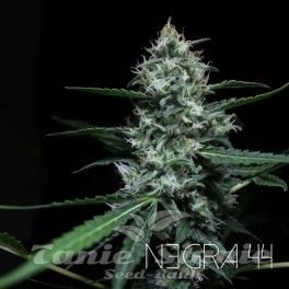 Nasiona Marihuany Negra 44 - R-KIEM SEEDS