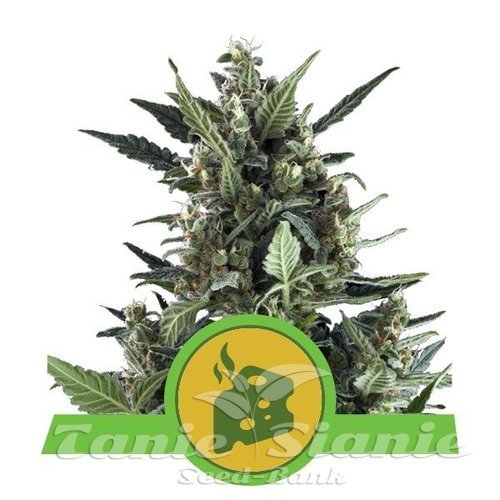 Nasiona Marihuany Blue Cheese Auto - ROYAL QUEEN SEEDS