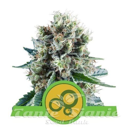 Nasiona Marihuany Bubble Kush Automatic - ROYAL QUEEN SEEDS