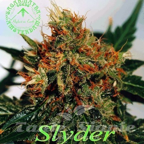 Nasiona Marihuany Slyder - SAGARMATHA