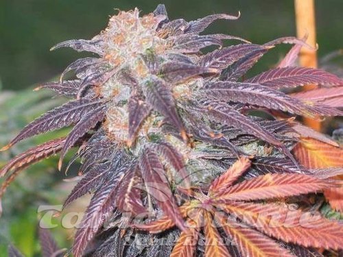 Nasiona Marihuany Purple Chem - THE CALI CONNECION