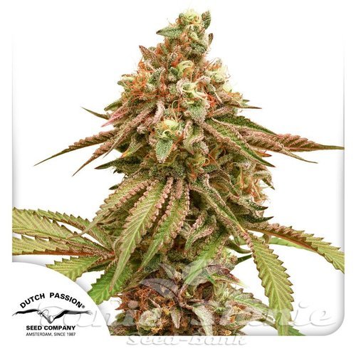 Nasiona Marihuany Tropical Tangie - DUTCH PASSION