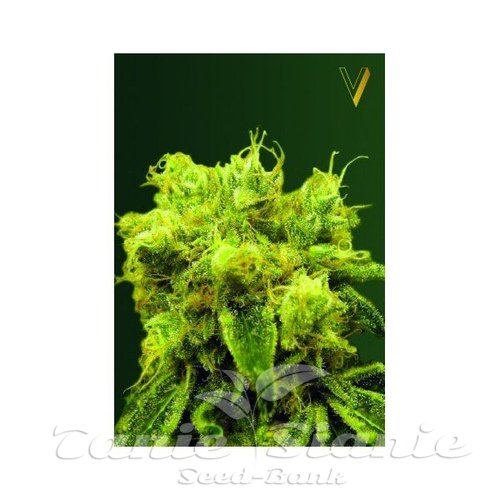 Nasiona Marihuany Blue Dream - Victory Seeds