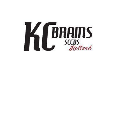 Kc Brains