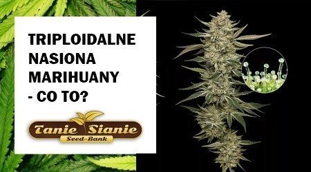 Triploidalne nasiona marihuany: Nowa generacja konopi bez nasion – wyjaśniamy wszystko!