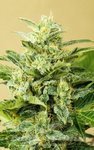 ADVANCED SEEDS - Low Girl