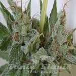 ACE SEEDS - Kali China