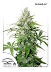 DUTCH PASSION - Auto Cinderella Jack®