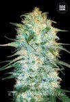 BULK SEED BANK - Auto Amnesia Platinum