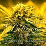 DELICIOUS SEEDS - Sugar Black Rose Auto
