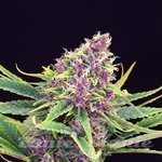 KANNABIA SEED - Purple Kush