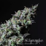 R-KIEM SEEDS - Icer
