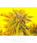 KETAMA SEEDS - Ketama Kush