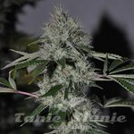 THE CALI CONNECION - Chem #4 OG
