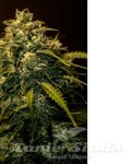 POSITRONICS - CBD + Jack Diesel