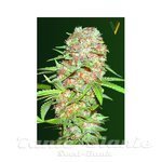 Victory Seeds - Auto Super Skunk