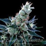 GROW YOUR OWN - Double Alien 18