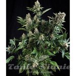 PYRAMID SEEDS - Auto White Widow