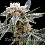GROW YOUR OWN - White Alien