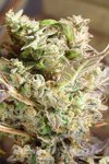 SOMA SEEDS - Somango