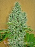00 SEEDS BANK - Auto Afghan Mass