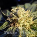 NIRVANA - Blue Mystic Auto