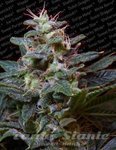 PARADISE SEEDS - Sweet Purple