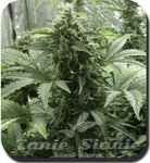 BUDDHA SEEDS - White Dwarf