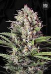 BULK SEED BANK - Caramel King