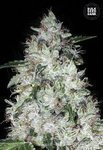 BULK SEED BANK - Auto OG Kush