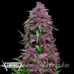 KALASHNIKOV SEEDS - Purple Mazar Auto