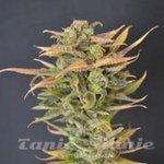 710 GENETICS - High Priority