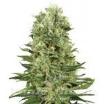 WHITE LABEL - Skunk Auto