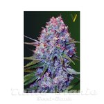Victory Seeds - Caramelino