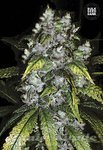 BULK SEED BANK - Good Wild Shark