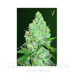 Victory Seeds - Auto Amnesia Haze