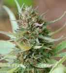 WORLD OF SEEDS - Strawberry Blue